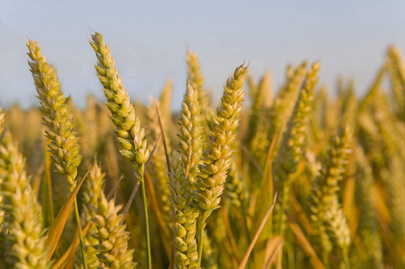 High wheat prices in Europe hurt exports