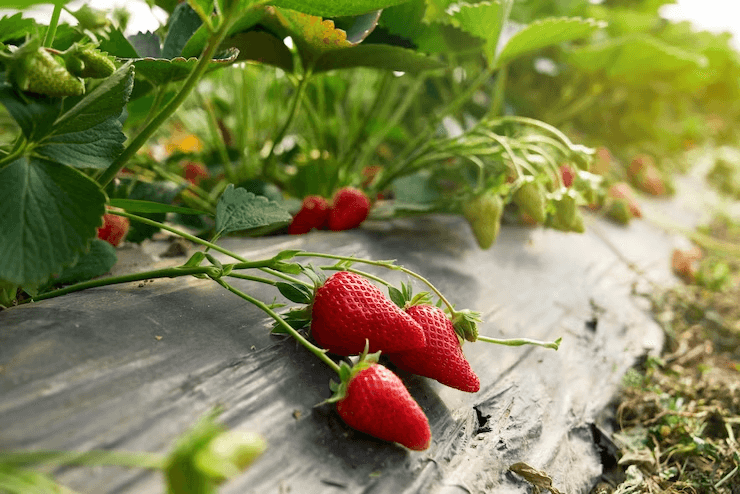 Strawberry Cultivation-Anthracnose Prevention and Control Seedling Technology