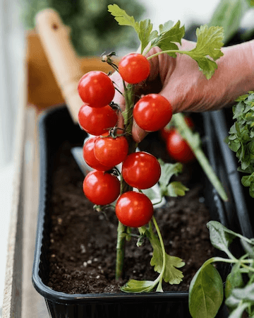 Tomato Planting – How to Prevent Blackening of Stalks in Tomato Seedlings
