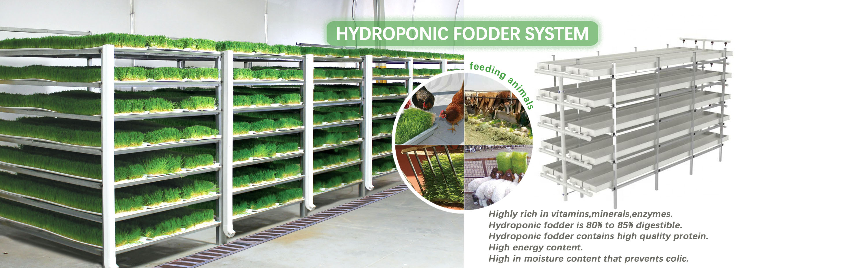 Hydroponic Fodder System