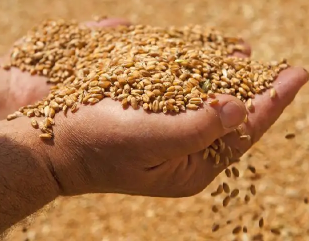 Kazakhstan has sufficient wheat reserves