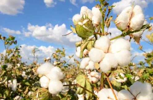 Increase in cotton production and sales in Pakistan next year