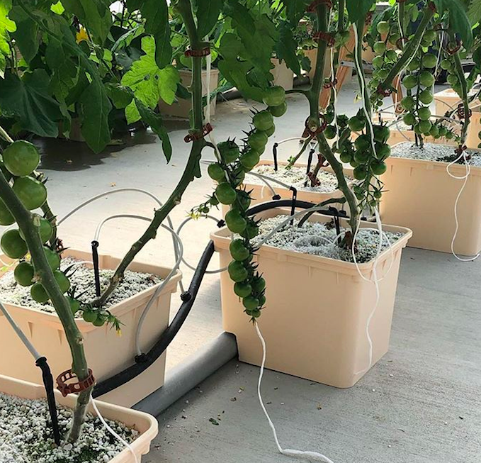 Family tomato hydroponic planting method
