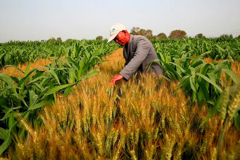 Sovecon predicts that the sown area of wheat and corn in Ukraine will decrease in 2022