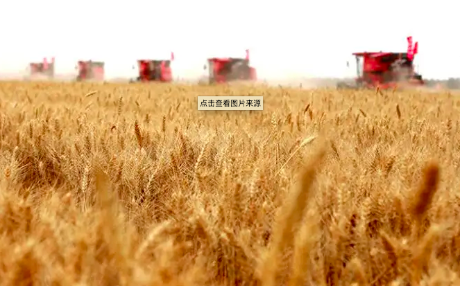 Winter wheat crops in Ukraine