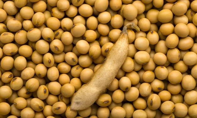 South American soybean production reduction leads to tight global soybean supply and demand fundamentals