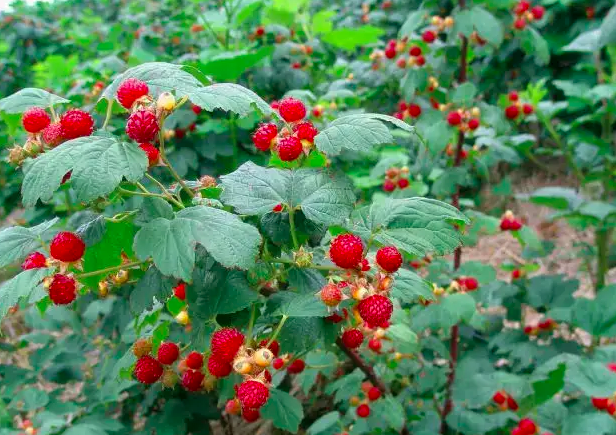 Serbian raspberry exports are not threatened yet
