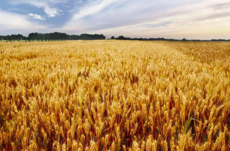The Brazilian government will implement a plan to increase wheat production