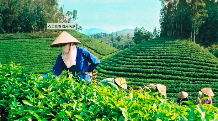 Vietnam protects and develops specialty tea planting areas in Xinjiang