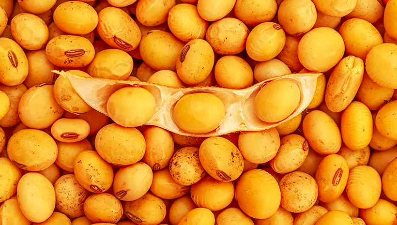 It is predicted that China’s soybean import volume in 2021/22 will be 93 million tons