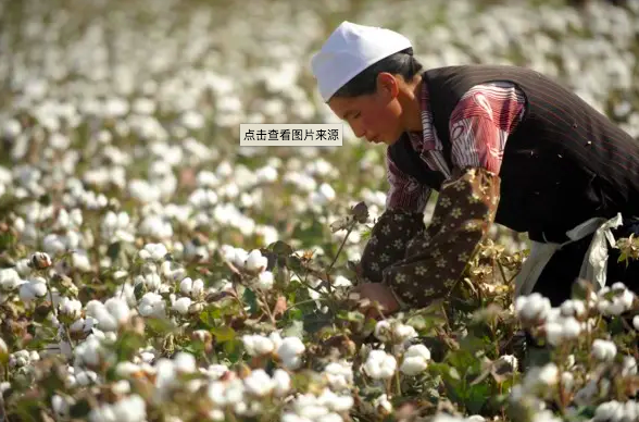 Tajikistan plans to sow 186000 hectares of cotton in 2022