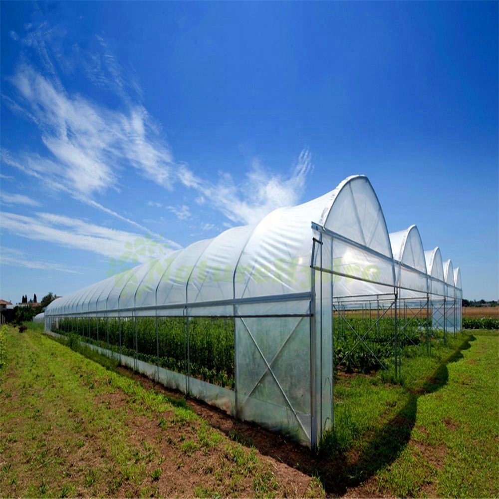 Sawtooth Type Greenhouse