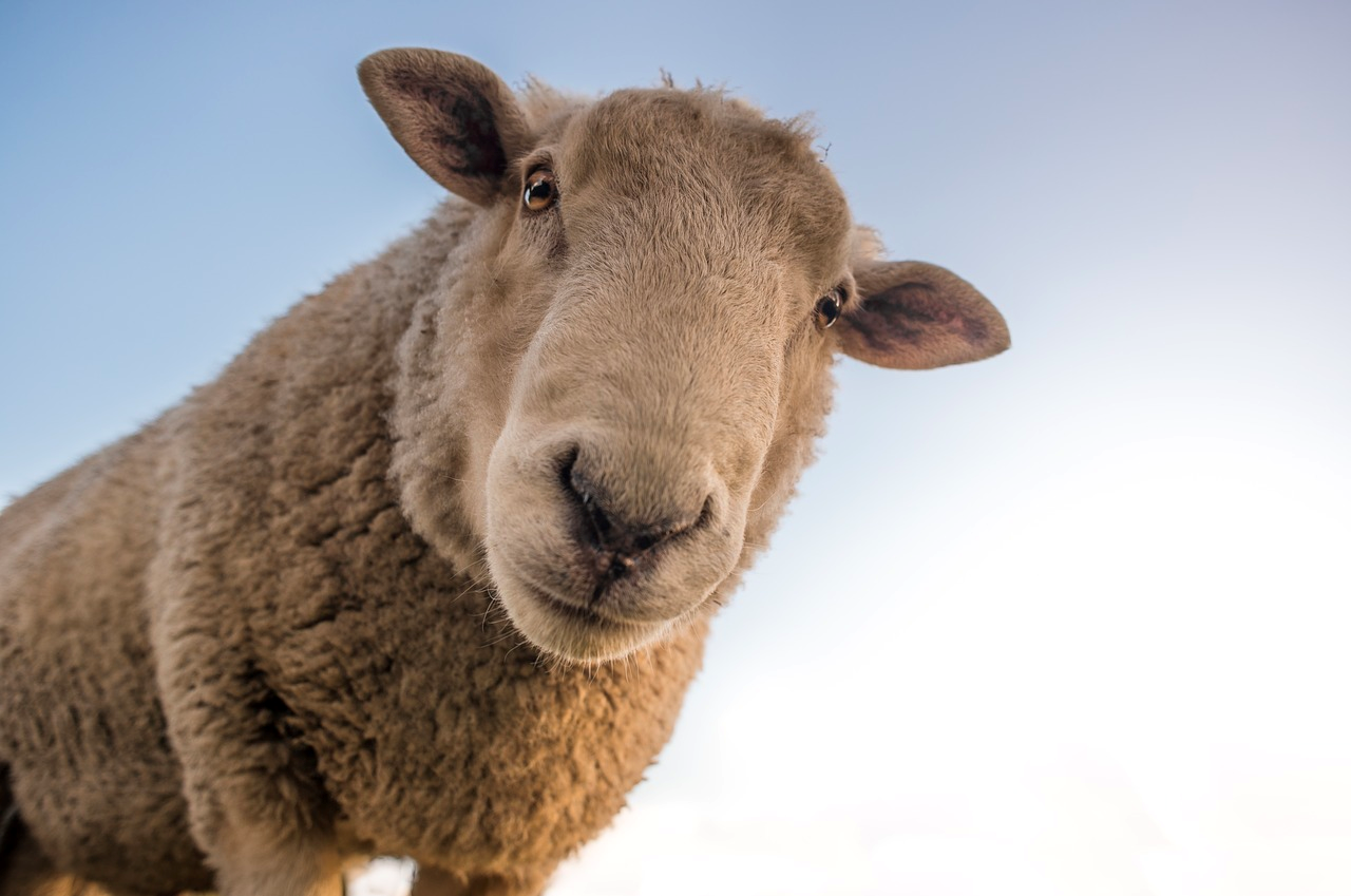 Kinesisk tolds meddelelse om mongolske får.Kopper og gedekopper