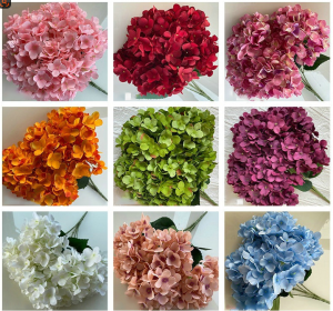 Five-flowered French Hydrangeas