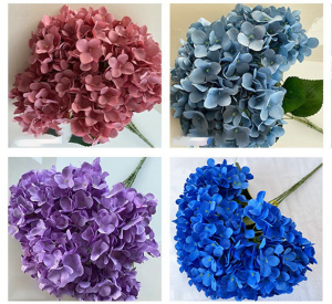 Seven-flowered Parisian Roses