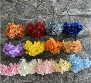 Five-flowered Leafless Hydrangeas
