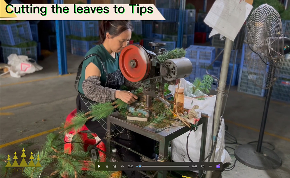 Want to know how Pinefields makes your Christmas Tree?