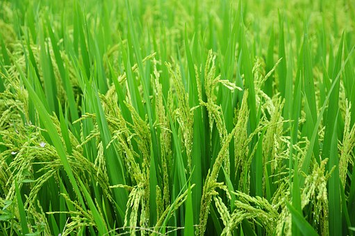 Jaká jsou běžně používaná hnojiva v zemědělství?