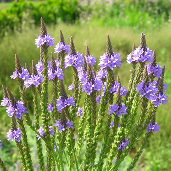 Free sample for Sodium Humate -
 Blue vervain – Puyer