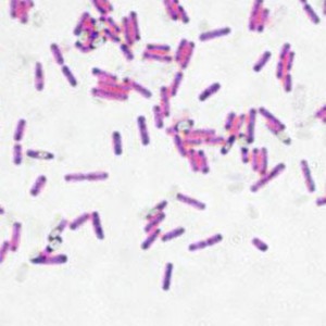 Bacillus Mesentericus 100 billion CFU/g