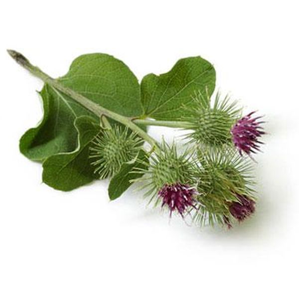 Factory Supply Olive Leaf P.E. -
 Burdock (Gobo) – Puyer