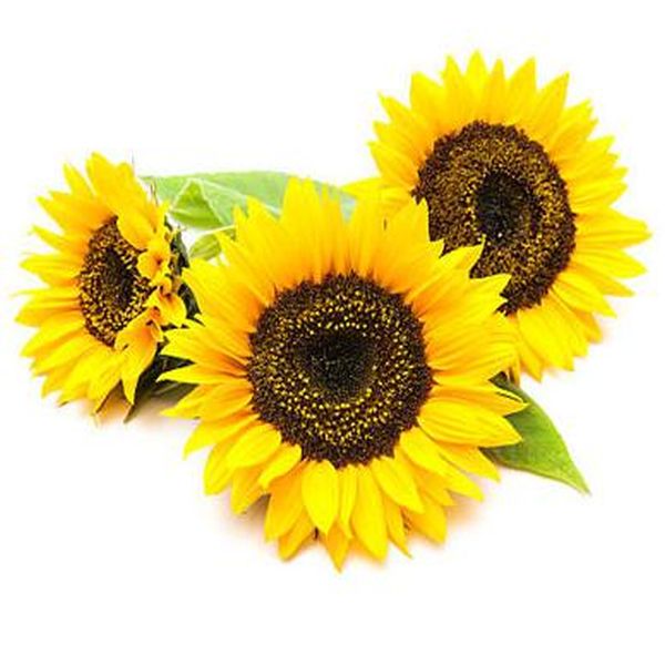 OEM Supply Monensin Sodium -
 Sunflower – Puyer
