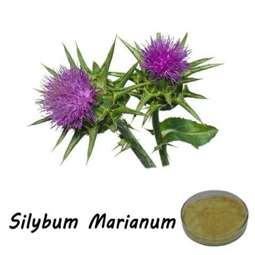 Short Lead Time for Billberry P.E. -
 Milk Thistle Silymarin – Puyer