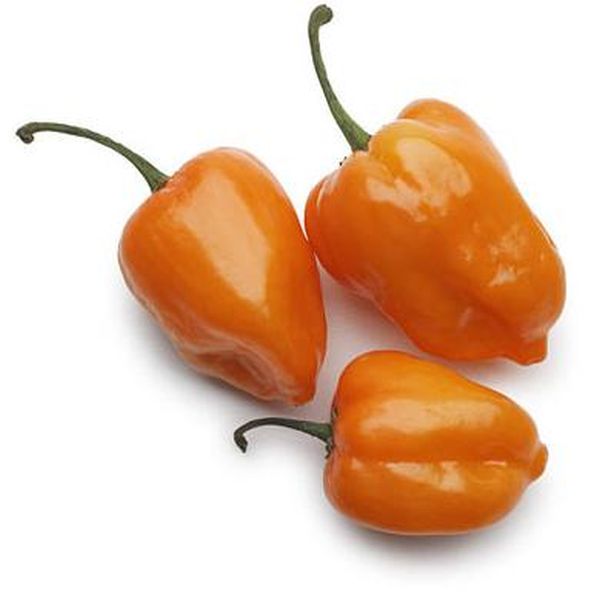 Factory For Ferric Chloride -
 Habanero – Puyer