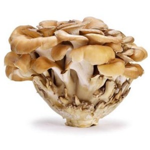 Chinese wholesale Py-Mycotox Plus -
 Maitake mushroom  – Puyer