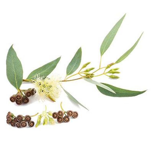 OEM China Vegan Turmeric Powder -
 Eucalyptus – Puyer