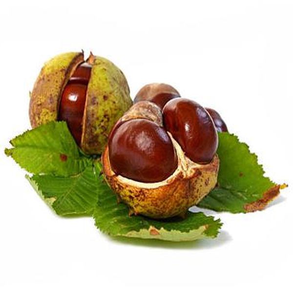 Factory Cheap Grape Seed P.E. -
 Horse-chestnut – Puyer