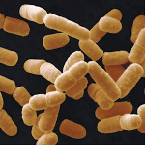 Lactobacillus salivarius 400 miljard CFU / g