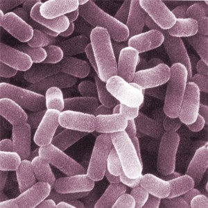 Lactobacillus helveticus 50 bilyones CFU / g