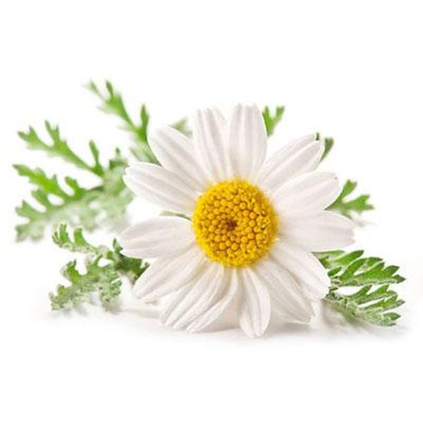 Excellent quality Py-Layer Premix -
 Chamomile – Puyer