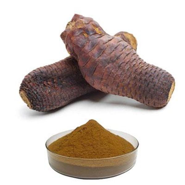 High reputation Vegan Baobab Powder -
 Cistanche extract 25% echinacoside – Puyer