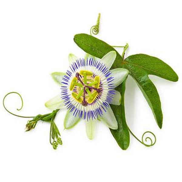 Free sample for Sodium Humate -
 Passion Flower – Puyer