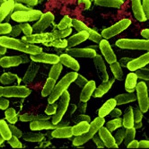 Lactobacillus rhamnosus 200 miljard CFU / g