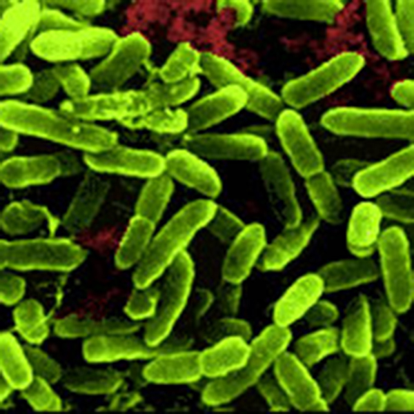 Factory Outlets Vegan Matcha Green Tea Powder -
 Lactobacillus rhamnosus 200 billion CFU/g – Puyer