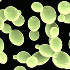 20 ဘီလီယံ CFU / g boulardii Saccharomyces