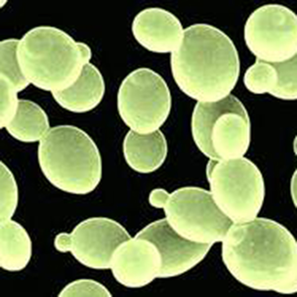 Factory source Vegan Chlorella Powder -
 Saccharomyces boulardii 20 billion CFU/g – Puyer