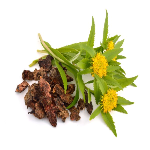 China New Product Safflower P.E. -
 Rhodiola – Puyer
