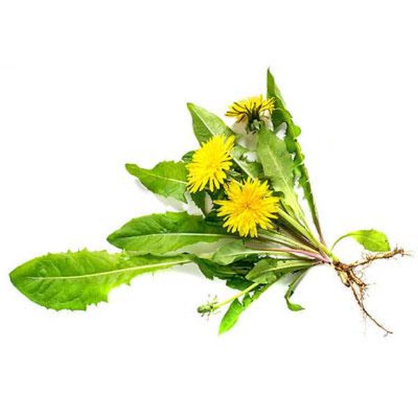 Top Suppliers Zinc Picolinate – Dandelion leaf – Puyer
