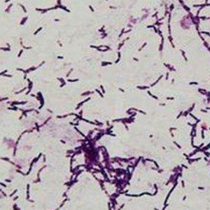 Bacillus subtilis 100 billion CFU/g