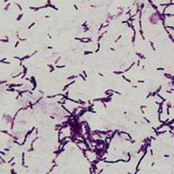 Good Quality Vegan Bcaa -
 Bacillus subtilis 100 billion CFU/g – Puyer