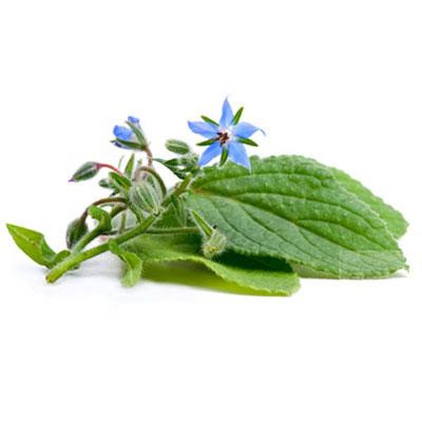Factory made hot-sale Caraway P.E. -
 Borage – Puyer
