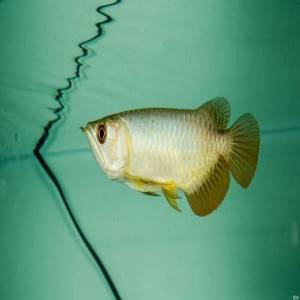 Cuidado de los ojos de los peces Arowana del acuario
