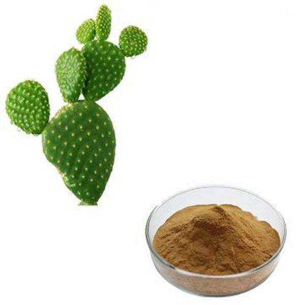 Rapid Delivery for Calcium Malate -
 Cactus P.E. – Puyer