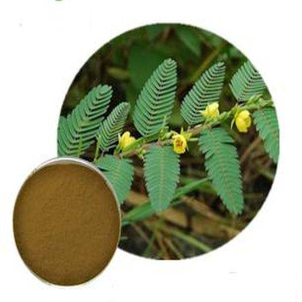 Wholesale Dealers of Lutein Powder 5% 10% 20% -
 Cassia Nomame Powder – Puyer
