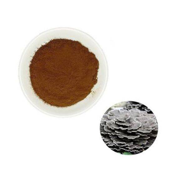 Reliable Supplier Zinc Carbonate -
 Coriolus versicolor – Puyer