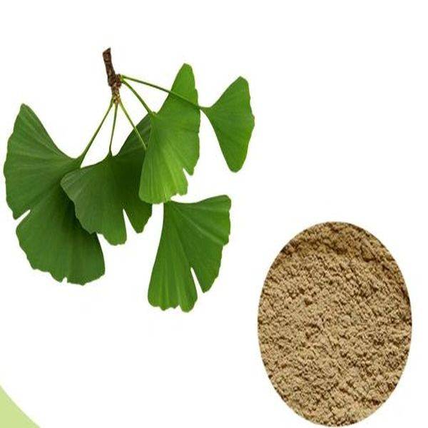 Factory Free sample Bcaa 2:1:1/4:1:1 Powder -
 Ginkgo Biloba Extract Vegan – Puyer